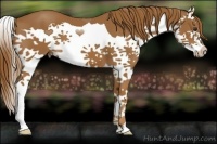 Horse Color:Chestnut Splash 