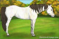 Horse Color:Buckskin Ice Dun 