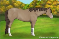 Horse Color:Classic Champagne Splash