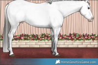 Horse Color:Buckskin Dun Sabino Appaloosa 