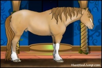 Horse Color:Bay Pearl 