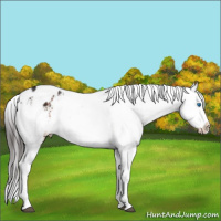 Horse Color:Brown Sabino Splash Appaloosa 