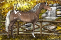 Horse Color:Liver Chestnut Appaloosa