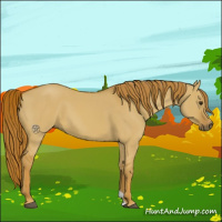 Horse Color:Red Dun 