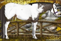 Horse Color:Liver Chestnut Splash Snowcap 