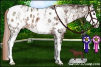 Horse Color:White Spotted Liver Chestnut Near Leopard
