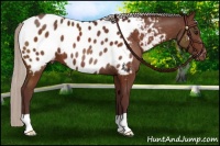 Horse Color:Chocolate Silver Brown Appaloosa 