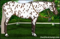 Horse Color:Silver Brown Near Leopard 
