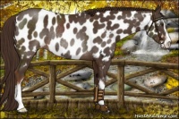 Horse Color:Liver Chestnut Sabino Appaloosa Rabicano