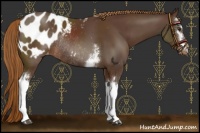 Horse Color:White Spotted Liver Chestnut Varnish Rabicano 