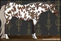 Horse Color:Silver Brown Appaloosa