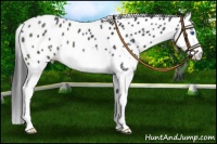 Horse Color:Black Splash Leopard