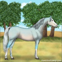 Horse Color:Watercolor White Spotted Silver Brown Chinchilla Dun Rabicano 