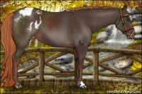 Horse Color:Liver Chestnut Blanket 