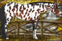 Horse Color:Brown Near Leopard 