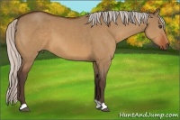 Horse Color:Silver Bay Dun