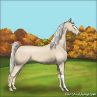 Horse Color:Cremello 