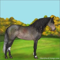 Horse Color:Platinum Buckskin 