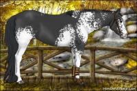 Horse Color:White Spotted Black
