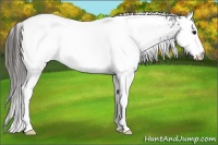 Horse Color:White Spotted Smoky Black Ice 