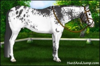 Horse Color:White Spotted Black Appaloosa