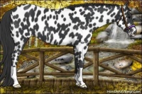 Horse Color:Black Appaloosa 