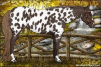 Horse Color:Liver Chestnut Sabino Near Leopard 