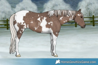 Horse Color:White Spotted Silver Black Tobiano 