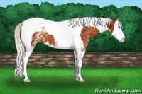Horse Color:White Spotted Silver Brown Splash Tobiano 