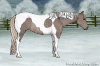 Horse Color:Silver Black Tobiano Rabicano