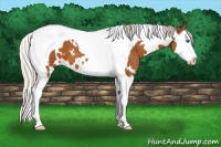 Horse Color:White Spotted Silver Bay Splash Tobiano 