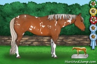 Horse Color:White Spotted Silver Brown Tobiano
