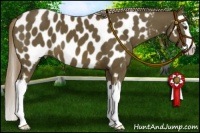 Horse Color:Chocolate Palomino Sabino Splash Near Leopard 
