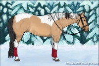 Horse Color:Bay Dun Tobiano 