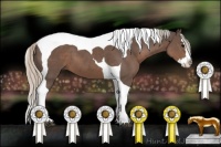 Horse Color:Silver Black Splash Tobiano 