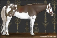 Horse Color:Liver Chestnut Sabino Splash Appaloosa 