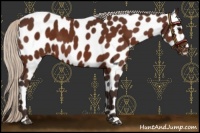Horse Color:Silver Brown Appaloosa