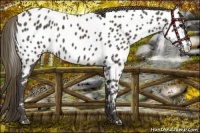Horse Color:Smoky Black Appaloosa 