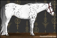 Horse Color:White Spotted Black Splash Appaloosa 