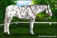 Horse Color:Smoky Black Splash Appaloosa  and Smoky Black Appaloosa 