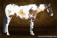 Horse Color:White Spotted Brown Onyx Appaloosa 