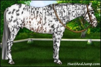 Horse Color:Brown Roan Appaloosa  and Brown Appaloosa 