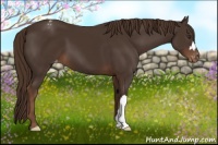 Horse Color:Liver Chestnut Appaloosa 