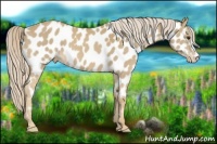 Horse Color:Palomino Appaloosa