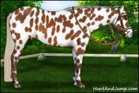 Horse Color:Silver Buckskin Appaloosa 