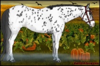 Horse Color:White Spotted Black Appaloosa Rabicano 