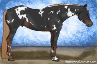 Horse Color:White Spotted Liver Chestnut 