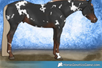Horse Color:White Spotted Liver Chestnut 