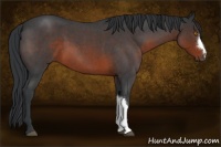 Horse Color:Brown Roan