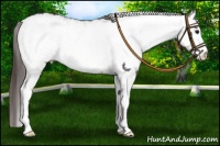 Horse Color:White Spotted Buckskin Rabicano  and White Spotted Brown Appaloosa Rabicano 